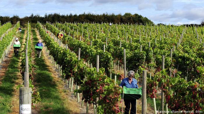 Weinernte auf Ryedale Vineyard im Norden Englands