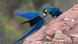Brasilien Lear-Ara | Anodorhynchus leari Brasilien Lear-Ara | Anodorhynchus leari