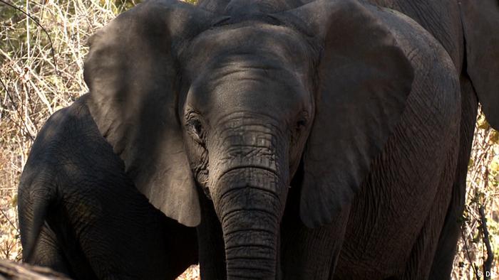 Elephants in Namibia (file photo) 
