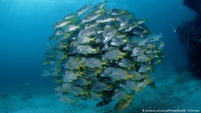 Fish swim in Galapagos, Ecuador (picture-alliance/Photoshot/B. Coleman)