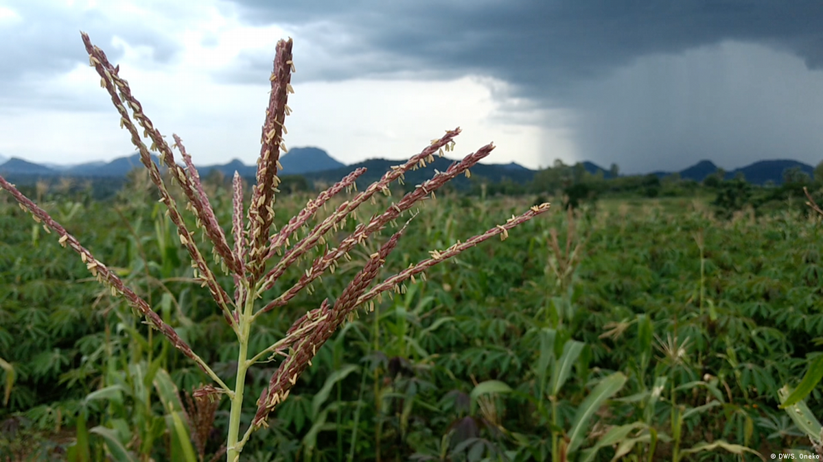 Uganda Is it still Africa's breadbasket? DW 10/20/2017