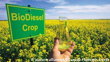 Biotreibstoffanbau aus Raps in Canada mit Schild und Raspöl in einem Laborkolben Hand