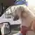 صورة رمزية: الشرطة الأميركية القبض على رجل حاول تعليم كلبه قيادة السيارة