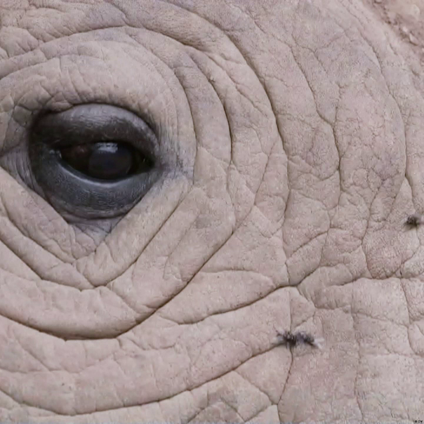 Living Planet: Endangered, in danger