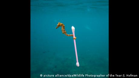 Seahorse grasping ear bud with its tail - 2017 Wildlife Photographer of the Year Award