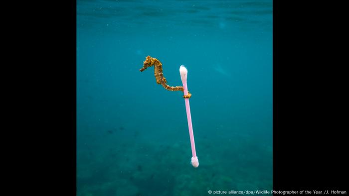 Wildlife Photographer of the Year Award (picture alliance/dpa/Wildlife Photographer of the Year /J. Hofman)
