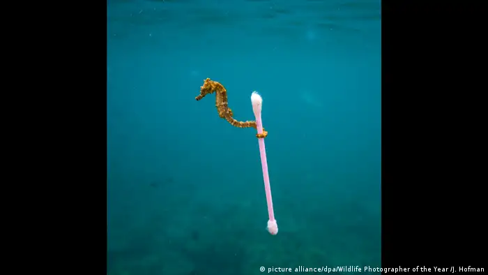 Seahorse grasping ear bud with its tail - 2017 Wildlife Photographer of the Year Award (picture alliance/dpa/Wildlife Photographer of the Year /J. Hofman)