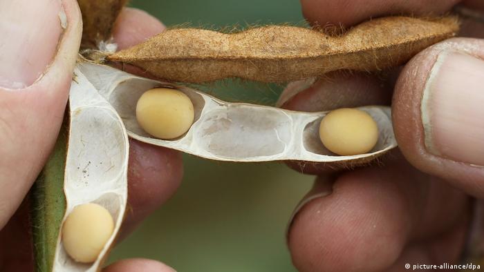 Soybeans in a pod