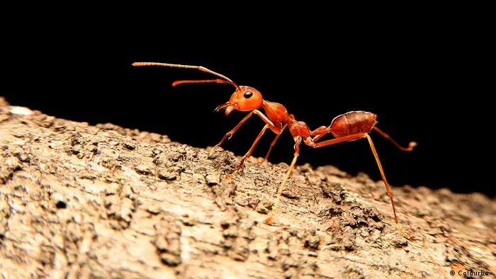 Ameisen halten sich Nutztiere - Blattläuse, um genau zu sein. Damit die auch auf ihre Herren hören, nutzen Ameisen eine chemische Substanz, mit der sie die Blattläuse zu langsameren Bewegungen zwingen und ihnen die Flucht unmöglich machen. Warum machen sie das? Die Haustiere liefern den Ameisen süßen Nektar.