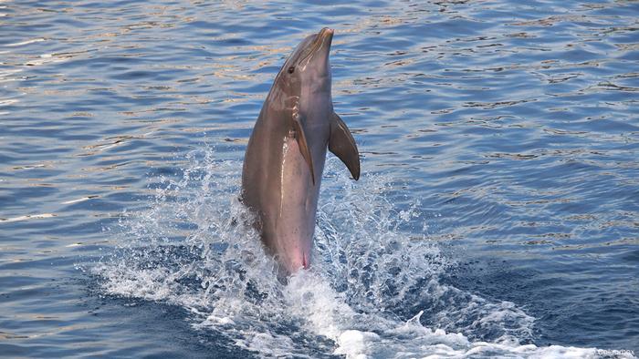 A dolphin standing on its tail