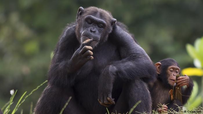 Un chimpancé meditativo o imitando.