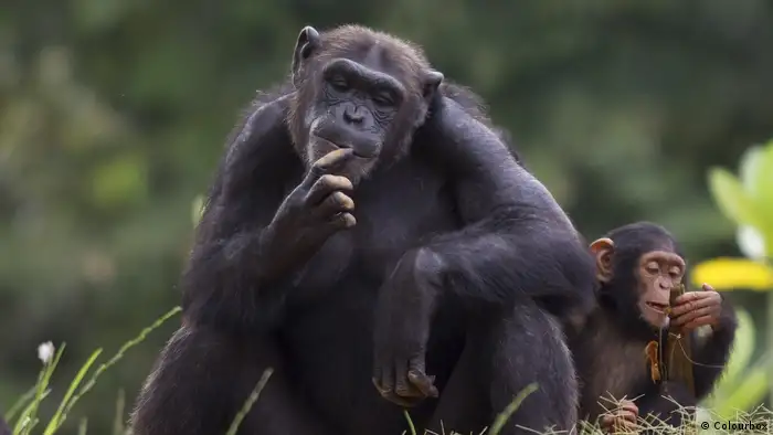 Schimpansen haben ein gewisses Händchen für den Umgang mit Werkzeugen, und das schon lange Zeit. Forscher vom Leipziger Max-Planck-Institut für evolutionäre Anthropologie haben vor einiger Zeit schon in Westafrika Werkzeuge gefunden, die belegen, dass Schimpansen hier schon seit 4300 Jahren Nüsse mit Steinwerkzeugen knackten.