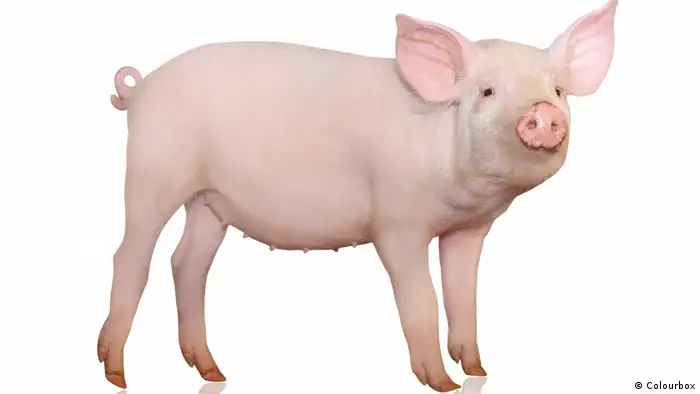 Schweine können bestimmte Verhaltensmuster von Artgenossen lernen, wenn sie diese bei Tätigkeiten beobachten. Wiener Wissenschaftler haben das bei Kunekune-Schweinen nachgewiesen. Einmal erworbenes Wissen konnten die Tiere auch nach einem halben Jahr noch wiederholen, bewiesen also ein lang anhaltendes Gedächtnis.