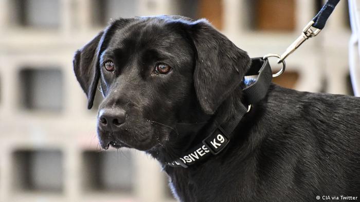 A black dog with floppy ears on a leash.