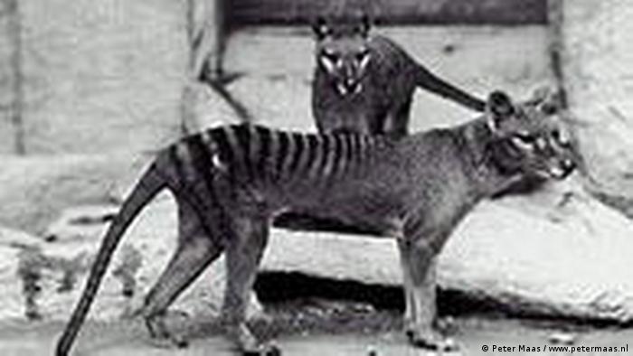 A photograph of two Tasmanian Tigers in a zoo enclosure