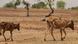 Burkina Faso Kühe bei Ouahigouya Burkina Faso Kühe bei Ouahigouya