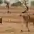 Burkina Faso Kühe bei Ouahigouya
