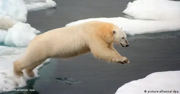 Klimawandel Anstieg der Meeresspiegel Schmelzender Eisbär