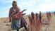 Bolivien Der Fluch des Quinoa-Rausches Bolivien Der Fluch des Quinoa-Rausches