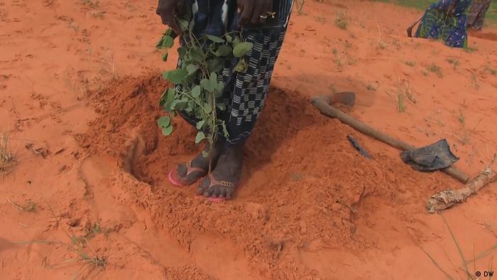 A man planting a tree in the desert of Mali