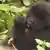 Ruanda Gorilla Babies