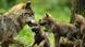 European gray wolf (Canis lupus lupus), a female wolf and wolf cubs, European gray wolf (Canis lupus lupus), a female wolf and wolf cubs,