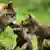European gray wolf (Canis lupus lupus), a female wolf and wolf cubs,