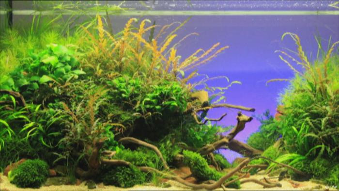 Aquascaping (DW)