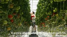 Pestizidfreie Tomaten (picture-alliance/empics/The Canadian Press/TCPI/L. MacDougal)