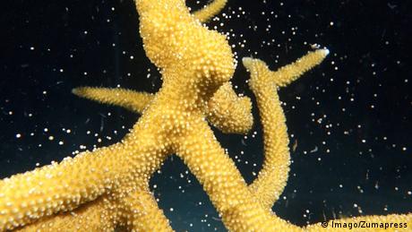 En el Caribe venezolano, hay algunas especies de coral en estado crítico de conservación. Una de ellas es el coral cuernos de alce, cuya población se ha reducido en más del 80% en los últimos 30 años, especialmente por efectos de enfermedades, el cambio climático y factores relaciones con el ser humano.