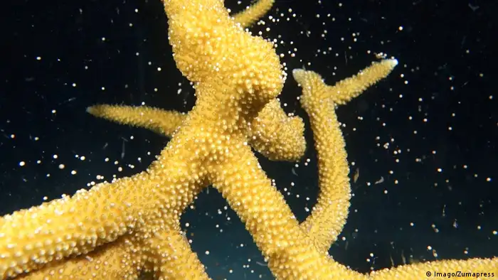 En el Caribe venezolano, hay algunas especies de coral en estado crítico de conservación. Una de ellas es el coral cuernos de alce, cuya población se ha reducido en más del 80% en los últimos 30 años, especialmente por efectos de enfermedades, el cambio climático y factores relaciones con el ser humano.