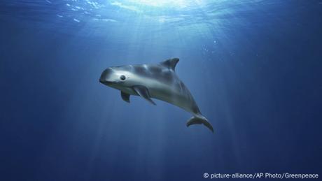 En México, todavía más crítica es la situación de la vaquita marina, el mamífero marino más seriamente amenazado. En los últimos 20 años su población disminuyó de 600 a 30 individuos. Es endémica del Golfo de California, donde las redes pesqueras han sido una trampa mortal. Un proyecto del gobierno mexicano y organizaciones internacionales intenta salvarla: www.vaquitacpr.org.