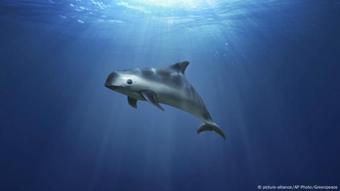 En México, todavía más crítica es la situación de la vaquita marina, el mamífero marino más seriamente amenazado. En los últimos 20 años su población disminuyó de 600 a 30 individuos. Es endémica del Golfo de California, donde las redes pesqueras han sido una trampa mortal. Un proyecto del gobierno mexicano y organizaciones internacionales intenta salvarla: www.vaquitacpr.org.