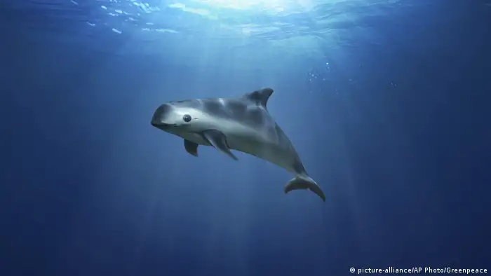 En México, todavía más crítica es la situación de la vaquita marina, el mamífero marino más seriamente amenazado. En los últimos 20 años su población disminuyó de 600 a 30 individuos. Es endémica del Golfo de California, donde las redes pesqueras han sido una trampa mortal. Un proyecto del gobierno mexicano y organizaciones internacionales intenta salvarla: www.vaquitacpr.org.