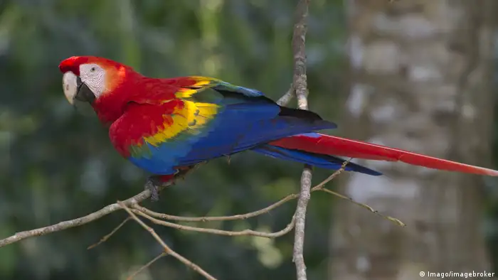 La región de América Latina y el Caribe concentra cerca del 60% de la vida terrestre del planeta, según datos del Programa de la ONU para el Medio Ambiente (PNUMA). No sólo está aquí el hábitat con mayor biodiversidad del mundo -la selva tropical del Amazonas-, sino también seis de los países con mayor biodiversidad: Brasil, Colombia, Ecuador, México, Perú y Venezuela. En la foto, un papagayo Ara.