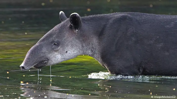 En Guatemala, el tapir está catalogado en peligro de extinción, al igual que en los países vecinos. En Nicaragua, la Global Wildlife Conservation (GWC) tiene su centro de operaciones con un proyecto destinado a la investigación y conservación de este mamífero. Otra especie en peligro crítico en Centroamérica es la salamandra.