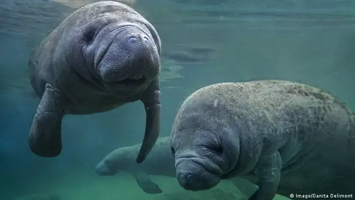 Las especies en situación más preocupante son catalogadas en la lista roja de la IUCN en tres categorías: vulnerable, en peligro o en estado crítico. El manatí del Caribe es una de las vulnerables. La caza indiscriminada hizo descender su población a 2.500 individuos y se predice que podría seguir disminuyendo. A pesar de los esfuerzos por protegerlo, la captura ilegal continúa.