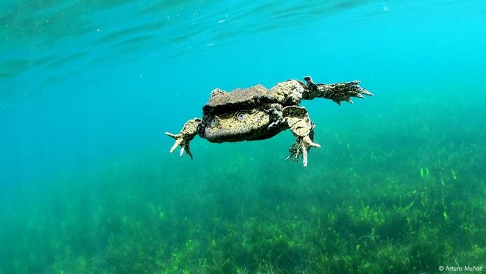 En Perú y Bolivia, en las aguas del lago más alto del mundo, habita la rana gigante del Titicaca. Catalogada en riesgo crítico, la IUCN calcula que su población ha caído a menos del 80% en las últimas tres generaciones, debido a la degradación de su hábitat, contaminación y acción de especies invasoras. El año pasado, se encontraron miles de ranas muertas en un río que desemboca en el Titicaca.