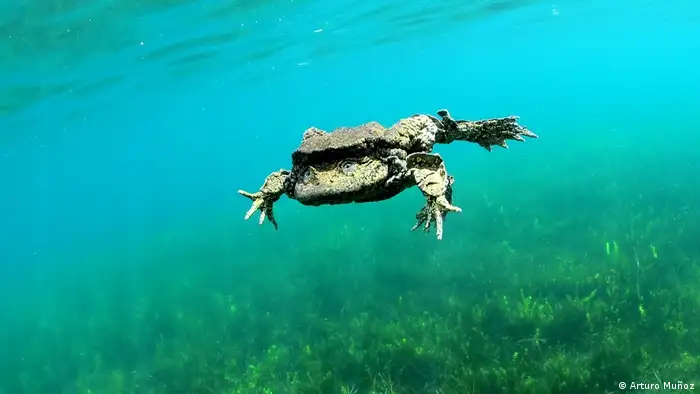 En Perú y Bolivia, en las aguas del lago más alto del mundo, habita la rana gigante del Titicaca. Catalogada en riesgo crítico, la IUCN calcula que su población ha caído a menos del 80% en las últimas tres generaciones, debido a la degradación de su hábitat, contaminación y acción de especies invasoras. El año pasado, se encontraron miles de ranas muertas en un río que desemboca en el Titicaca.