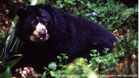 En Colombia, Perú y Ecuador, la deforestación ha impactado al oso andino o de anteojos, la única especie de oso de Sudamérica y el mamífero más importante de los bosques andinos. Su presencia es cada vez más escasa. En el pasado fue víctima de los cazadores, lo que mermó sus poblaciones.