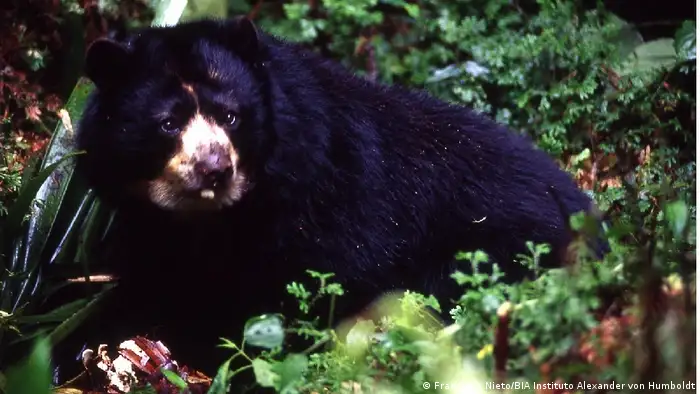 En Colombia, Perú y Ecuador, la deforestación ha impactado al oso andino o de anteojos, la única especie de oso de Sudamérica y el mamífero más importante de los bosques andinos. Su presencia es cada vez más escasa. En el pasado fue víctima de los cazadores, lo que mermó sus poblaciones.