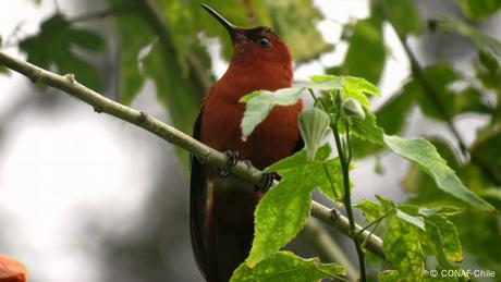 Endémico de la isla Robinson Crusoe del archipiélago Juan Fernández, en el Pacífico, este pequeño colibrí es una de las especies chilenas en peligro de extinción, junto con el huemul, el zorro de Darwin y el abejorro chileno. Entre las plantas, el toromiro, originario de Isla de Pascua, está extinto en estado natural. Organizaciones gubernamentales y privadas intentan reintroducirlo. 