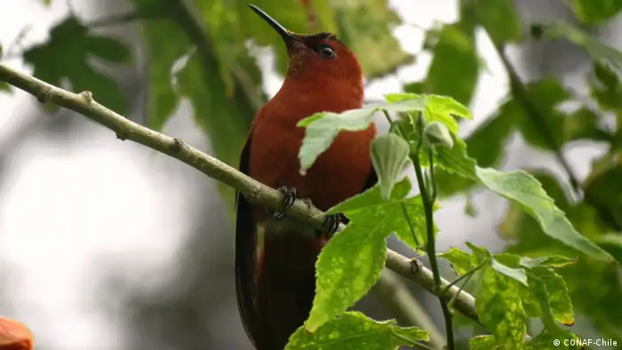Endémico de la isla Robinson Crusoe del archipiélago Juan Fernández, en el Pacífico, este pequeño colibrí es una de las especies chilenas en peligro de extinción, junto con el huemul, el zorro de Darwin y el abejorro chileno. Entre las plantas, el toromiro, originario de Isla de Pascua, está extinto en estado natural. Organizaciones gubernamentales y privadas intentan reintroducirlo. 