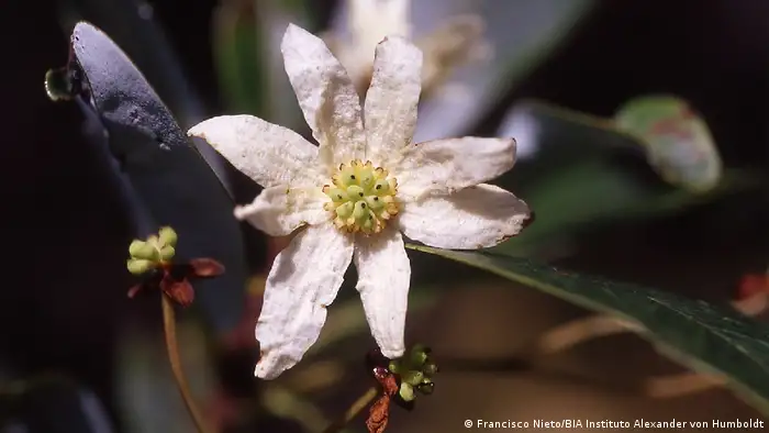 No sólo especies animales estén en peligro de extinción en América Latina y el Caribe. En Colombia, varias especies de magnolias figuran en la lista de riesgo crítico. Aunque la amenaza de las especies animales suele ser más visibilizada, el daño a las especies vegetales no es menos importante y además trae consigo consecuencias para la fauna.