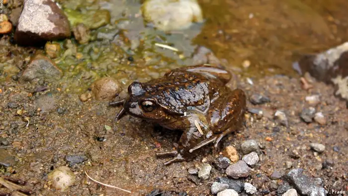 Este anfibio, endémico de Argentina, se localiza en los Andes Centrales de Argentina cerca del límite con Chile, en la zona de Mendoza. La construcción de carretreras y diques son una amenaza para esta rana, cuya población continúa decreciendo. Junto al venado de las pampas, el cardenal amarillo y el yaguareté (jaguar) es una de las especies amenzadas en estado crítico.