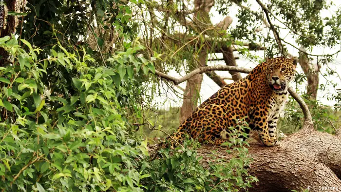 Originalmente se extendía desde México al norte de Argentina, pero su hábitat se ha ido reduciendo y también el número de individuos número. En Argentina no quedarían más de 250 ejemplares y hay zonas donde ha desaparecido. Con planes de reintroducción y conservación estatales y privados están recuperando a este gran felino, conocido en guaraní como yaguareté.