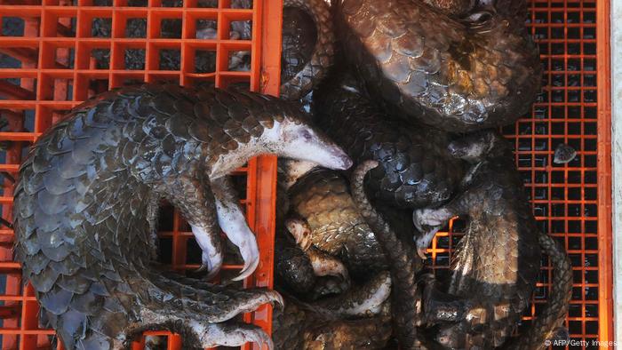 Pangolins seized by Indonesian authorites