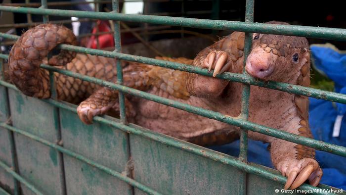 A pangolin in a cage that was being smuggled to Indonesia