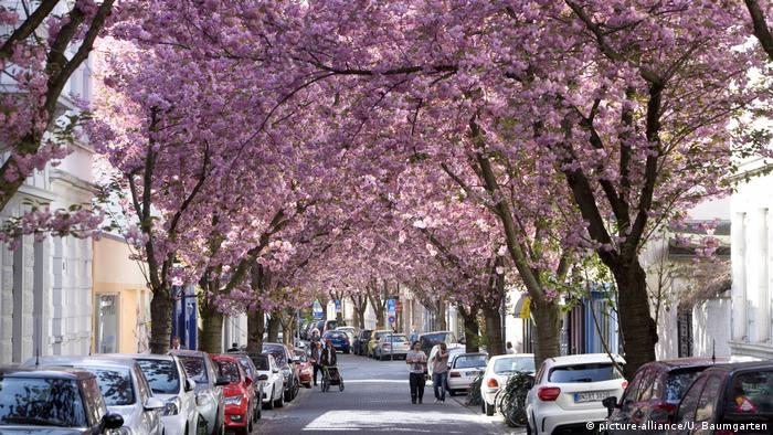 Cherry blossom in the old town of Bonn.  (picture alliance/U. Baumgarten)