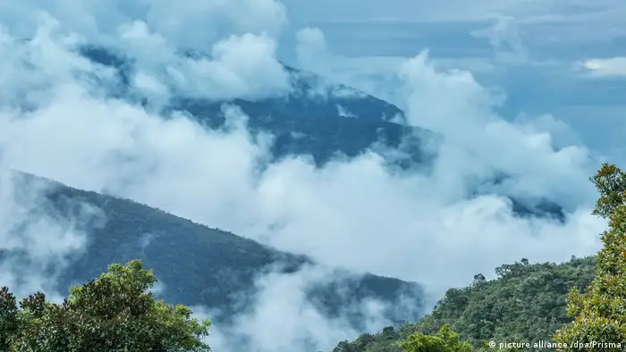 Henry Briceño explica que el Amazonas “es uno de los bosques que mas captura el CO2 de la atmósfera. Lo fija en la vegetación reduciendo su capacidad de absorción, llevando a que este pulmón verde ya no pueda capturar los excesos que ya existen de CO2 en la atmósfera, contribuyendo a que se caliente aún más la atmósfera. Es un círculo vicioso”, dice. 
